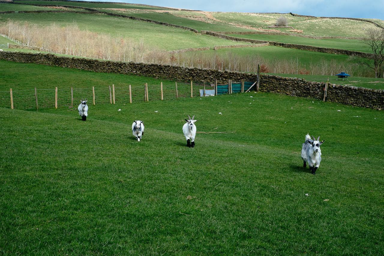 Bed & Breakfast Bondcroft Farm