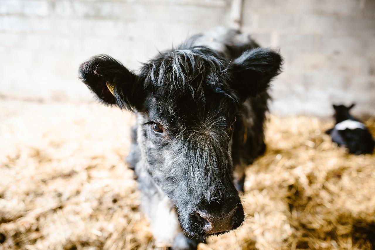 Bondcroft Farm
